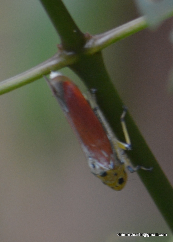 Sharpshooter Leafhopper