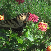 Eastern Tiger Swallowtail Butterfly