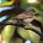 Yellow-rumped Warbler (female Audubon's)