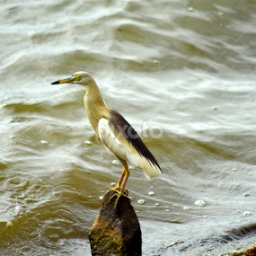 The Solitary Heron by Sameer Desai - Animals Birds