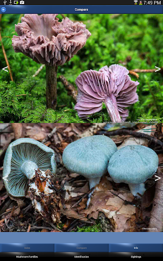 【免費書籍App】Mushroom Id: USA & Canada-APP點子