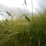 Green 3 by Jakab Robert -  
