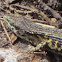 Northern Alligator Lizard