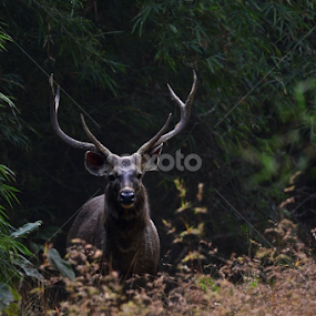 Sambar Deer Stag by Nimit Virdi - Animals Other Mammals