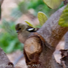 Chaffinch; Pinzón Común