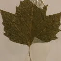 Sycamore (leaf)