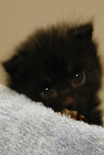 How to install Cute Kittens Live Wallpaper lastet apk for android