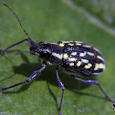 Yellow spotted weevil