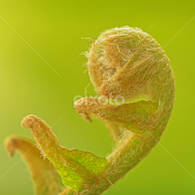 New Born Kitten..?? by Maleng Akmal - Nature Up Close Leaves & Grasses