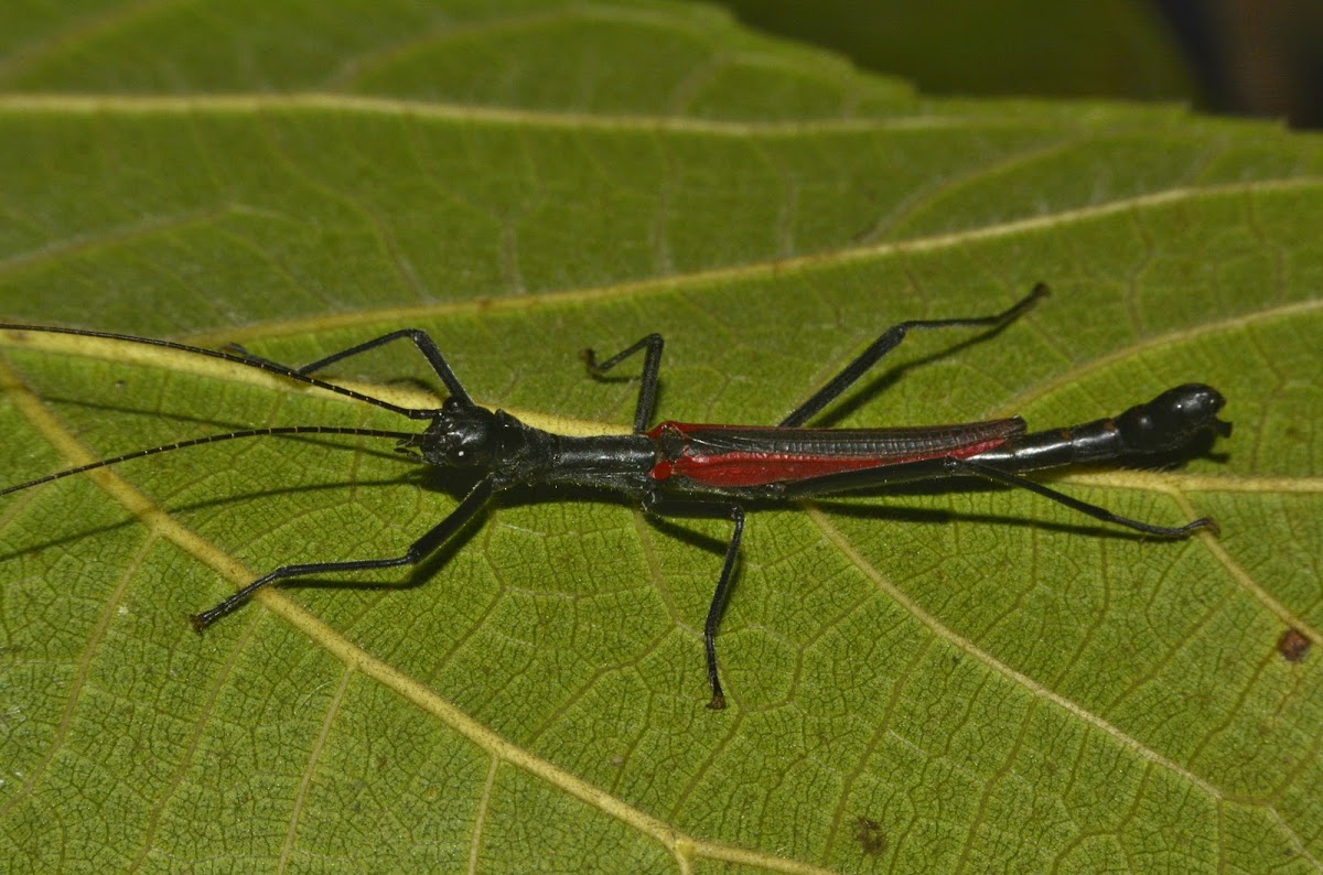 Black-and-Red Stick Insect, Phasmid - Male