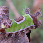 Saddleback Caterpillar