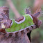 Saddleback Caterpillar