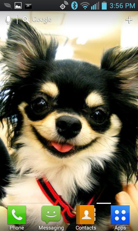 Chihuahua Live Wallpaper Screen 3