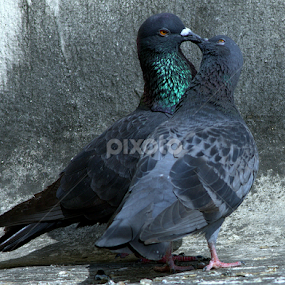 Love Bond by Surjya Kumar Das - Novices Only Pets
