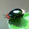 Beetle Fly or Beetle-backed Fly