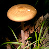 Rooting Collybia