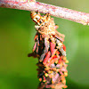 Abbott's Bagworm Moth (caterpillar)