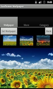 Sunflower Wallpaper Screenshots 6