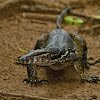 Palawan Water Monitor Lizard
