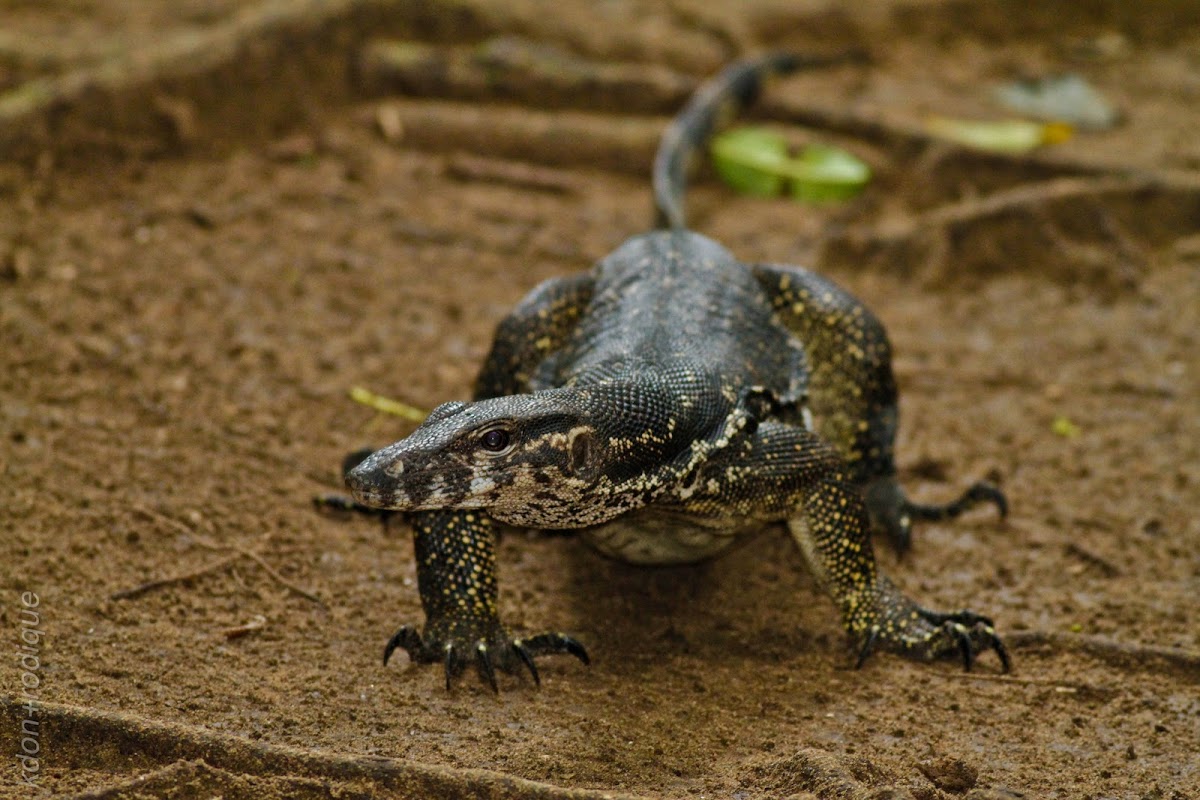 Palawan Water Monitor Lizard