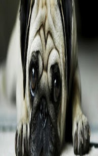 How to mod Wallpaper Dog HD 1.1 mod apk for pc