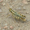 Thistle Grasshopper