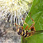 Wasp mimic hover fly