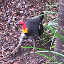 Australian Brush Turkey (mound-building)