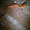 Spotted Tail Cave Salamander