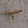 Plume moth