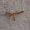 Plume moth