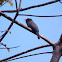 Black-Fronted Nunbird