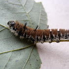 Fingered Dagger Moth