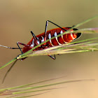 Red cotten bug