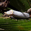 Cicadelid planthopper