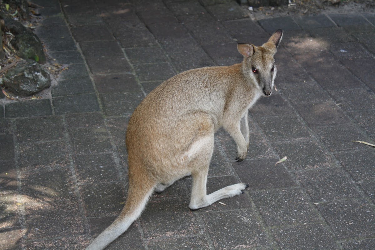 Wallaby | Project Noah