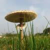 Parasol Mushroom/Grote parasolzwam