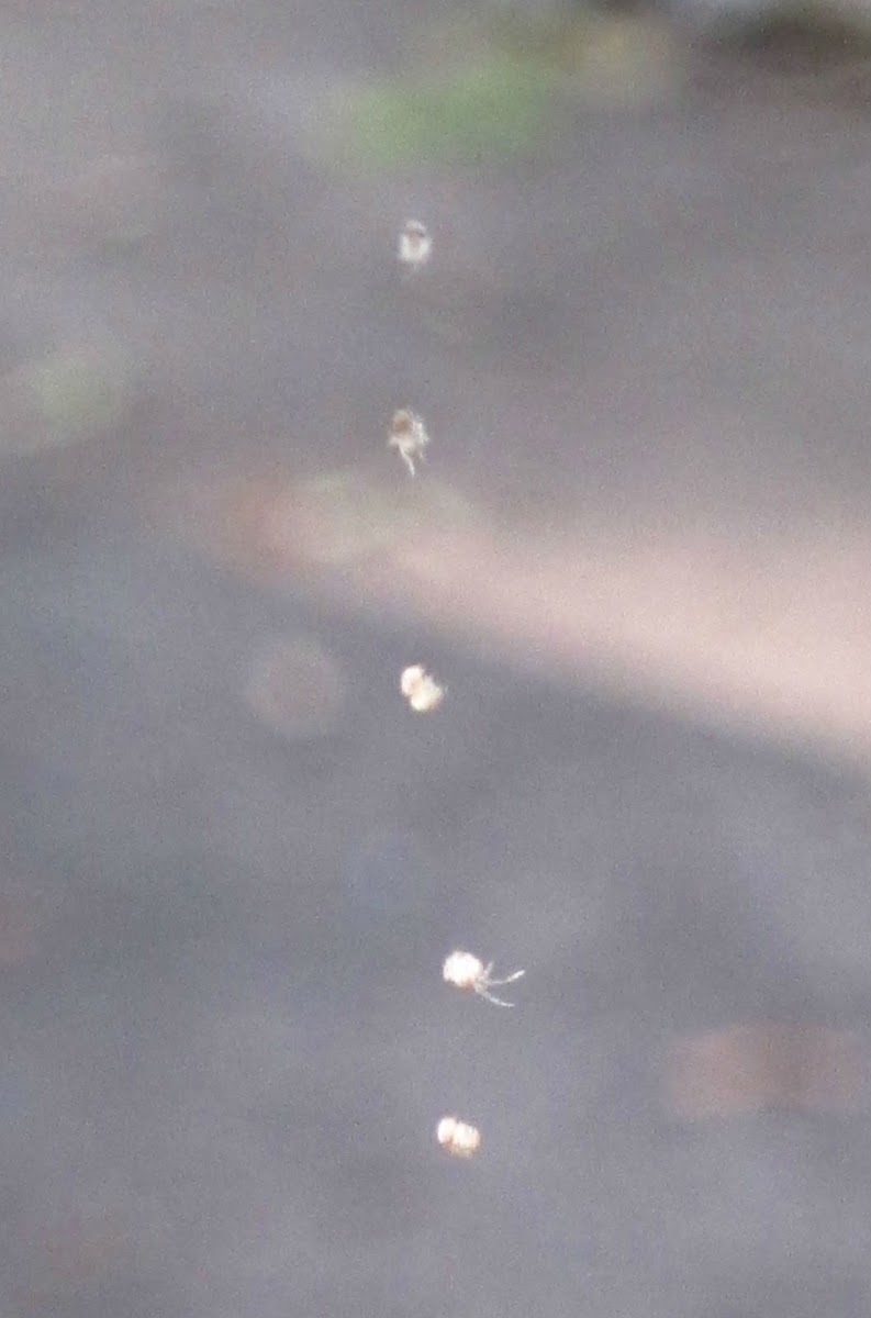 Unknown Spiderlings