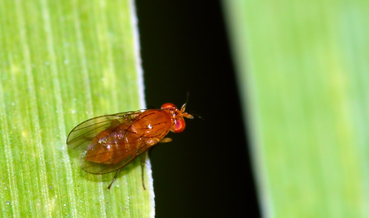 Tiny red/orange fly -