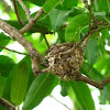 Asian Paradise Flycatcher Nest