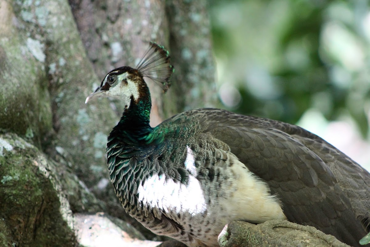 Green Peahen