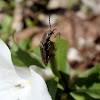 Skipjack/Click Beetle