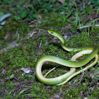 Rough Green Snake