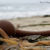 Giant Bladder Kelp