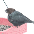 Brown-headed cowbird