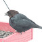 Brown-headed cowbird