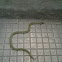 grass keelback