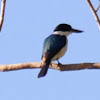 Forest Kingfisher ( Northern Form)