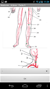 Anatomie - Artères Screen 3