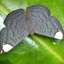 White-spotted Emesis